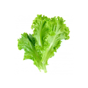 کاهو مغز